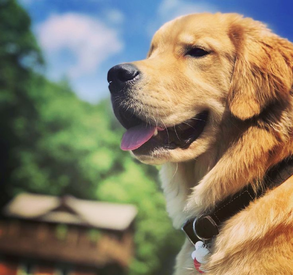 cuccioli di cane rimproverare mai dopo tanto