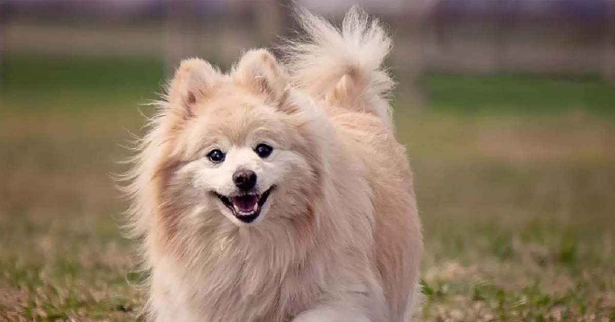 Ecco degli atteggiamenti che il cane odierà sempre degli esseri umani e non dobbiamo ripetere