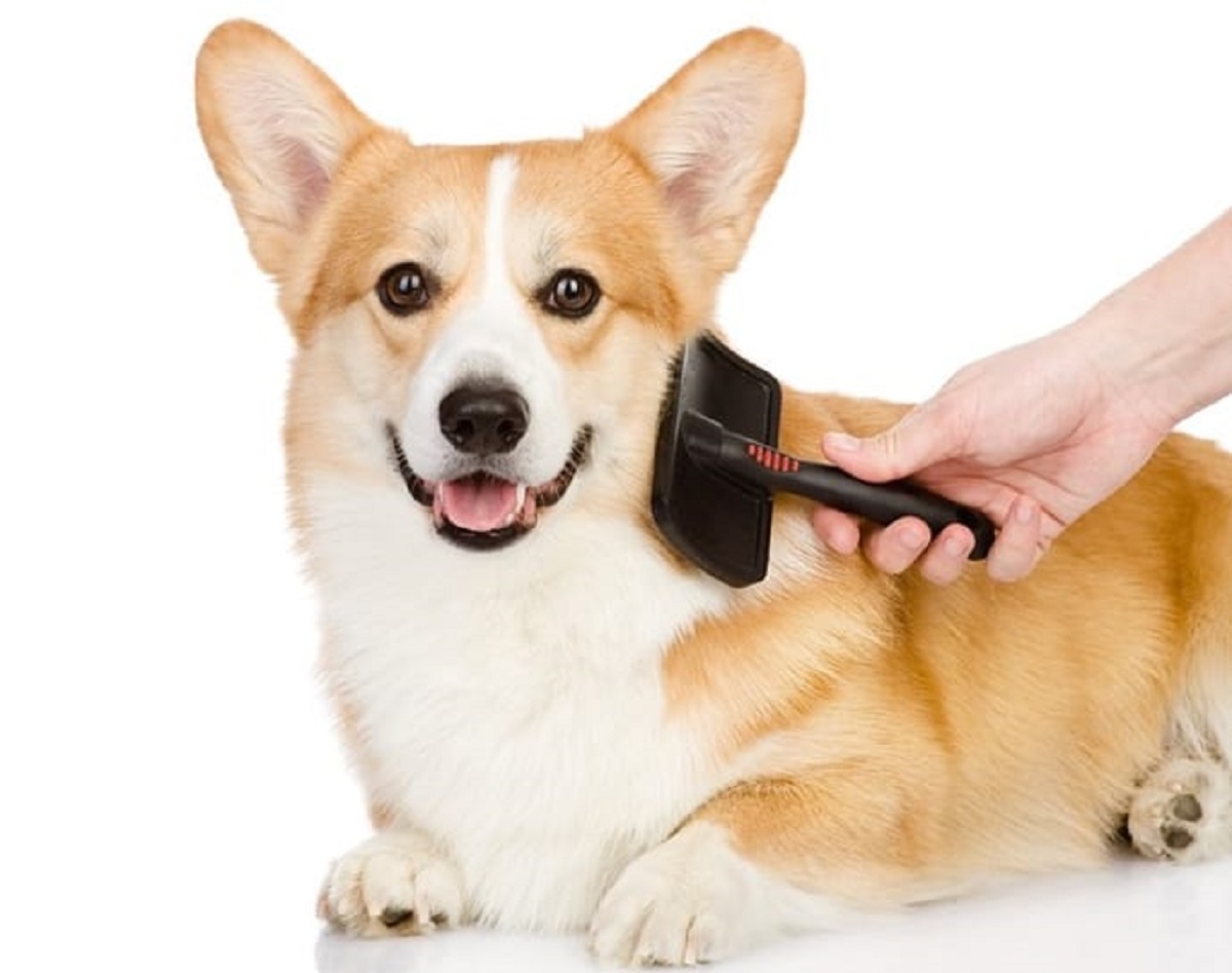 cucciolo cane utile spazzola