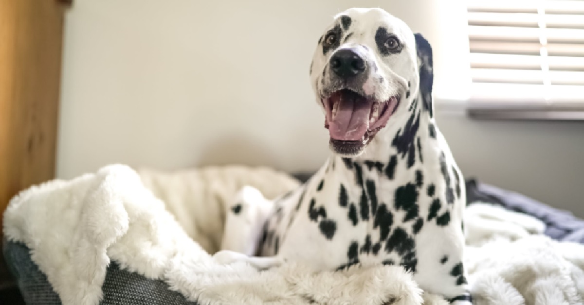 Ecco i trucchi per far profumare sempre il tuo cane senza che si faccia male