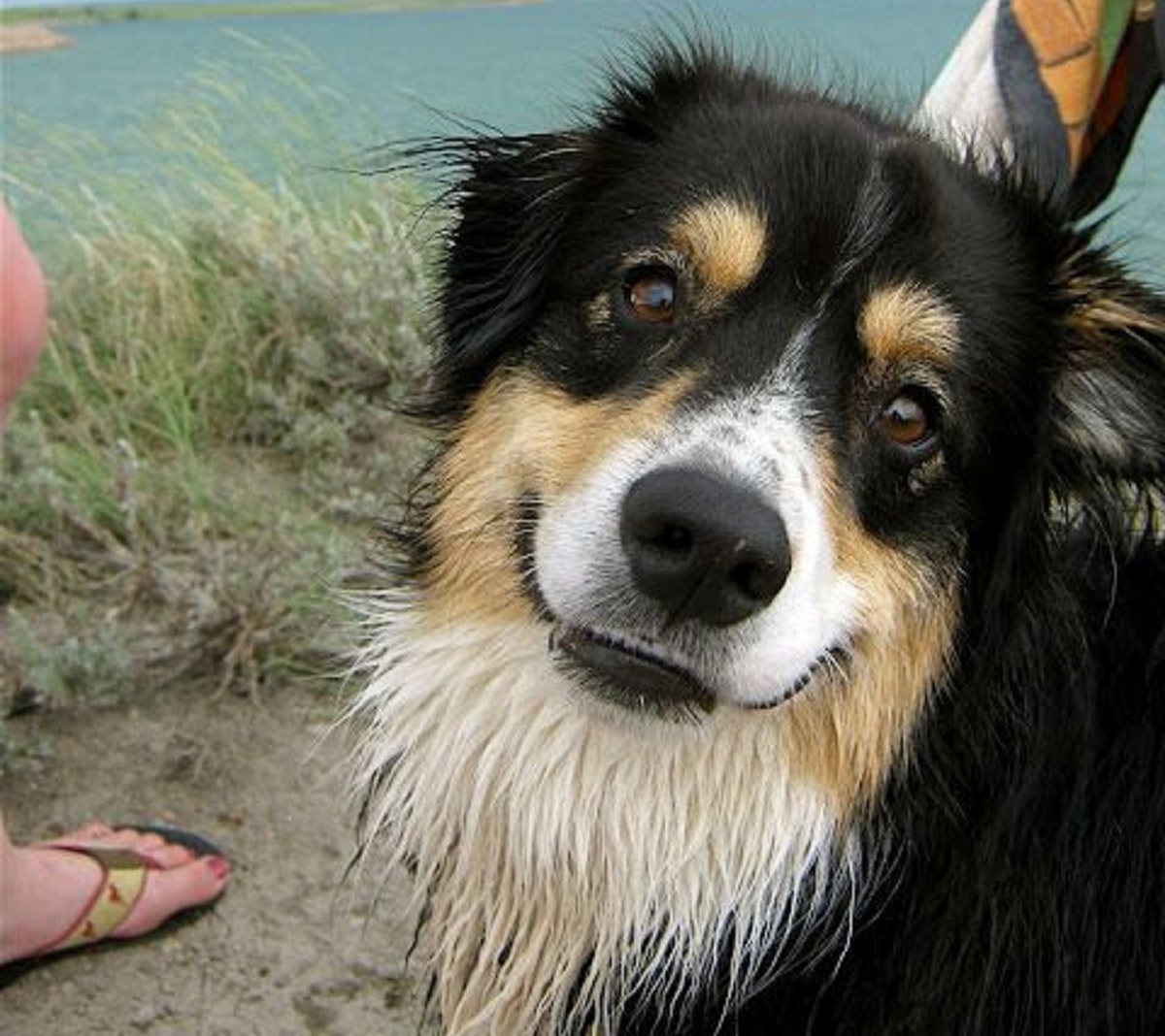 tartaro cane problema risolvibile veterinario