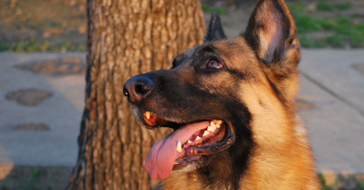 Ecco perché devi cominciare a fare di tutto per togliere il tartaro dai denti del tuo cane
