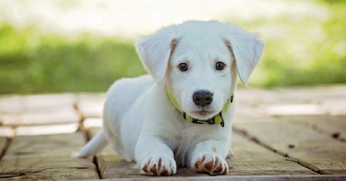 Ecco perché dovresti guardare il tuo cane più spesso di quanto tu non faccia