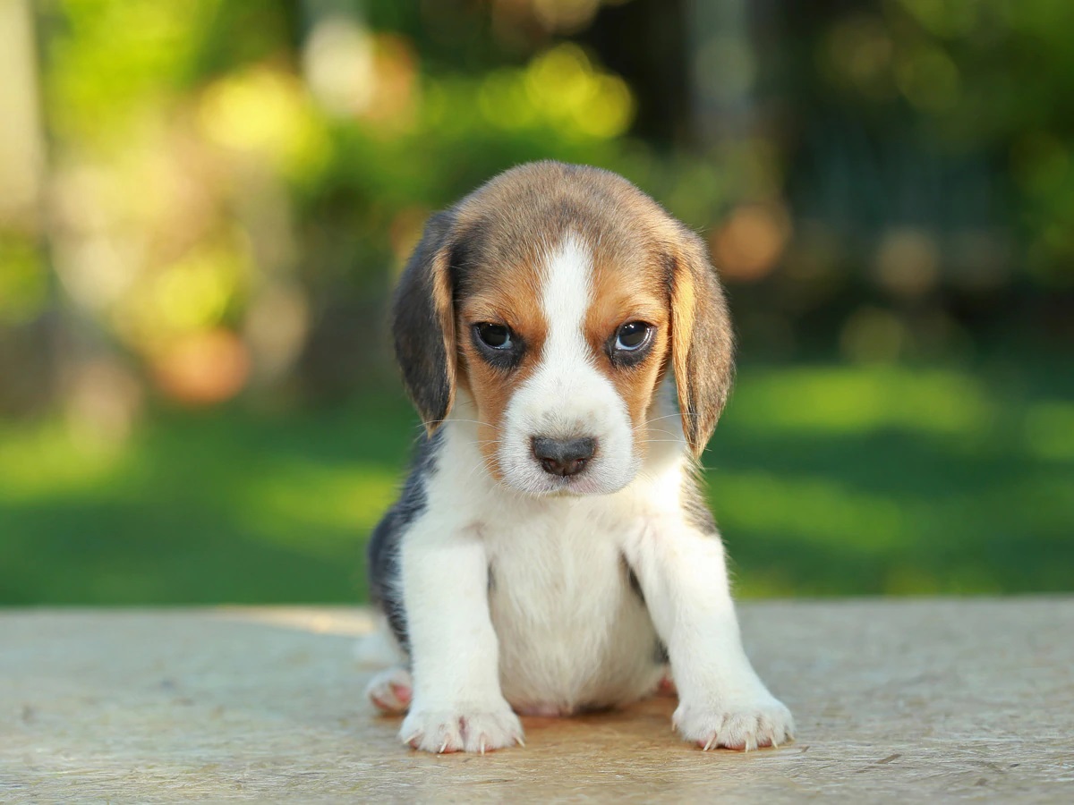 cagnolino occhi guardare