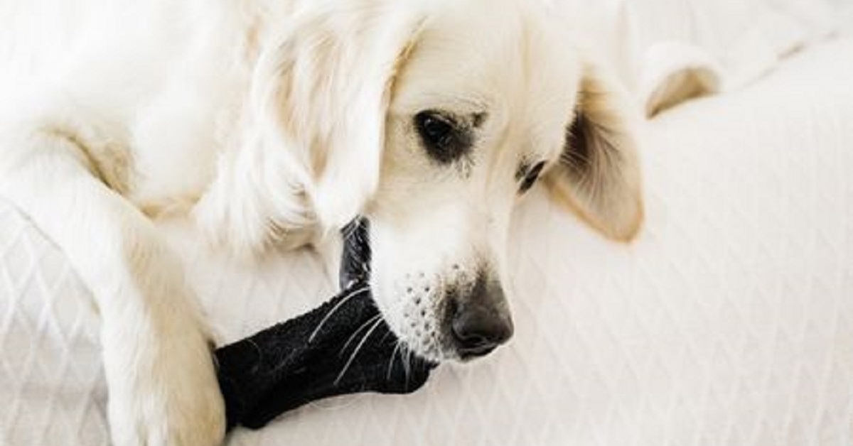 Ecco perché i cani hanno una passione incredibile per i calzini e non possono non rubarli