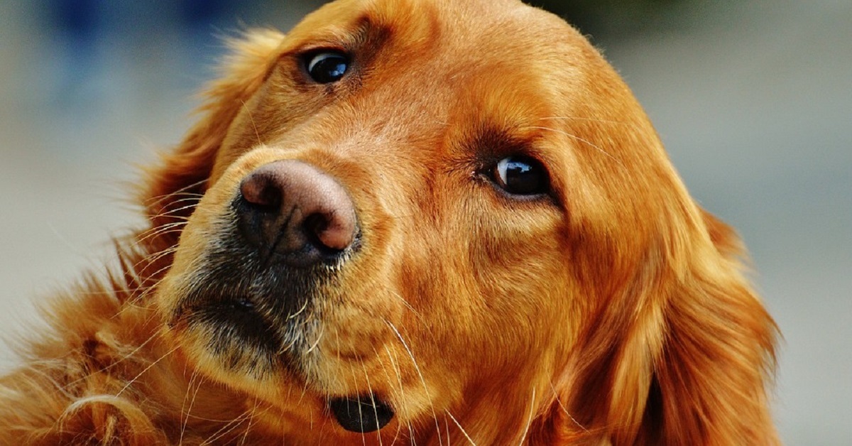 Ecco perché il naso del tuo cane può essere utilissimo per salvarti la vita