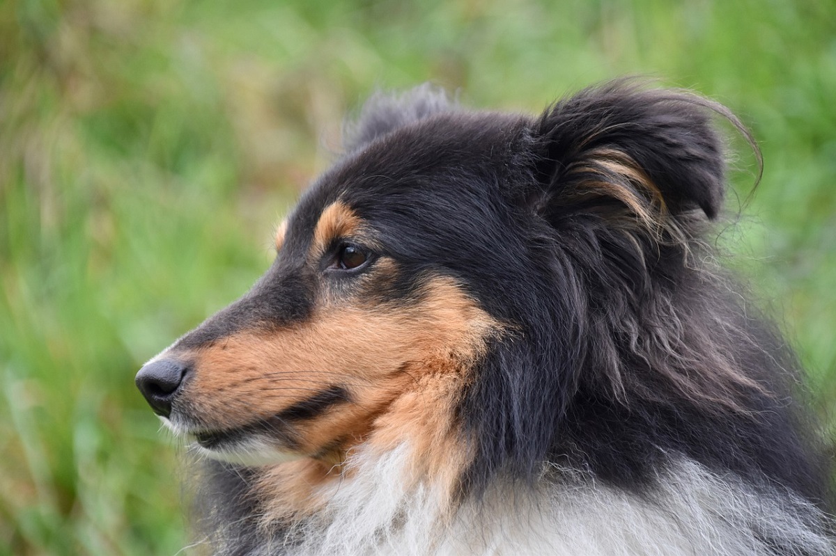 cagnolino utile naso