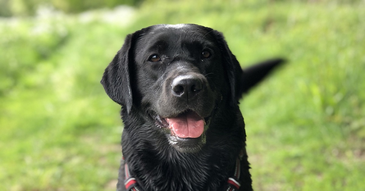 Ecco perché non dovresti essere sempre felice se il tuo cane ti guarda e scodinzola