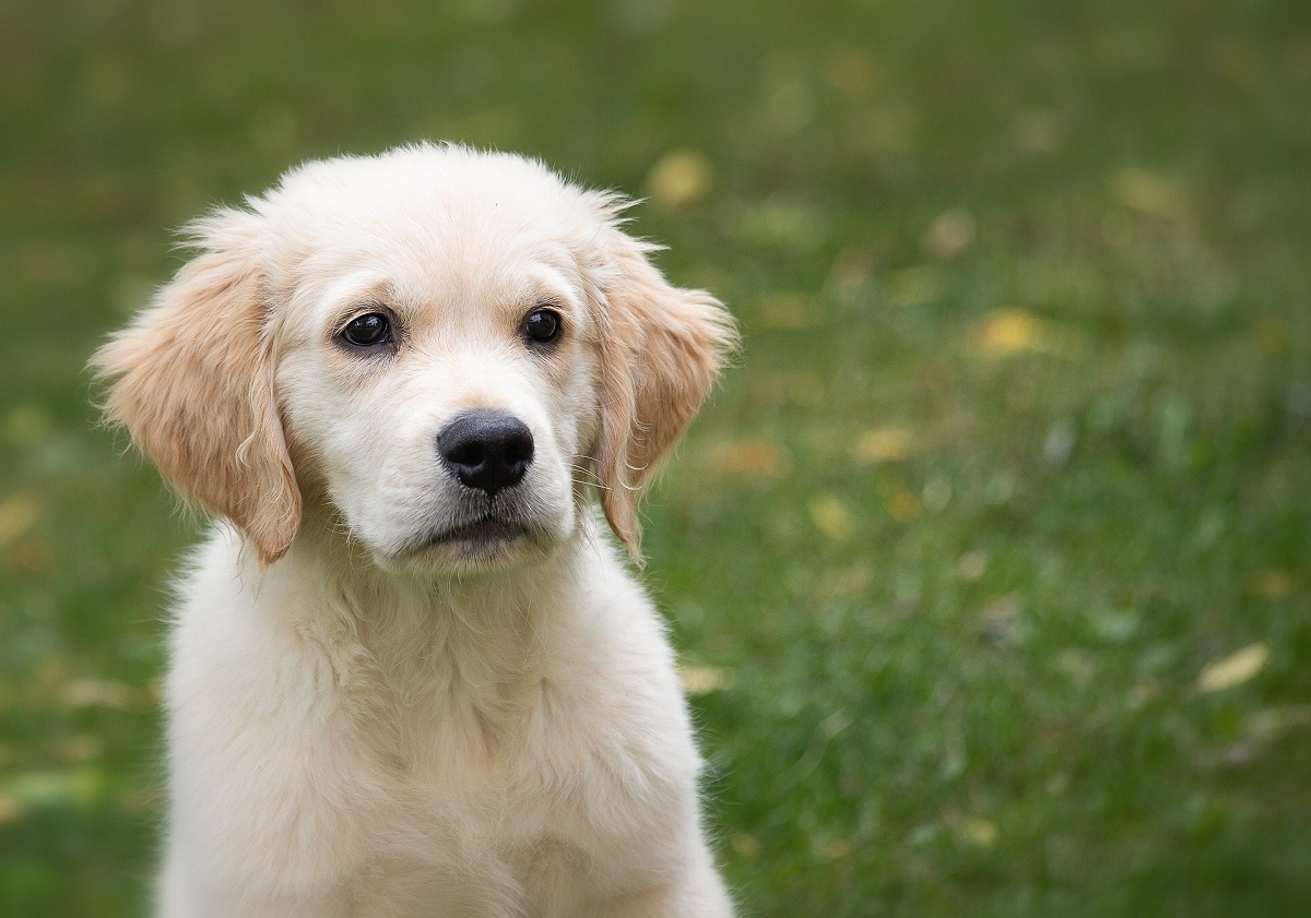 cucciolo dolce foto