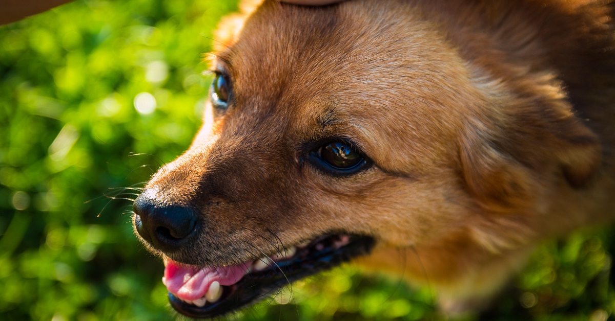 Ecco perché non dovresti far capire al cane che sei felice di vederlo quando rientra a casa