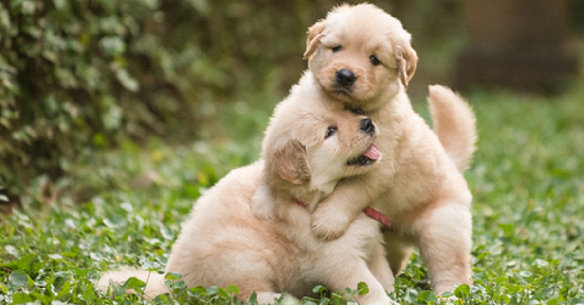 Ecco svelato perché il tuo cane fa questo gesto con altri cani maschi