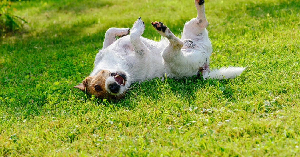 Ecco svelato perché il vostro cane fa queste cose disgustose: sono tutte normali