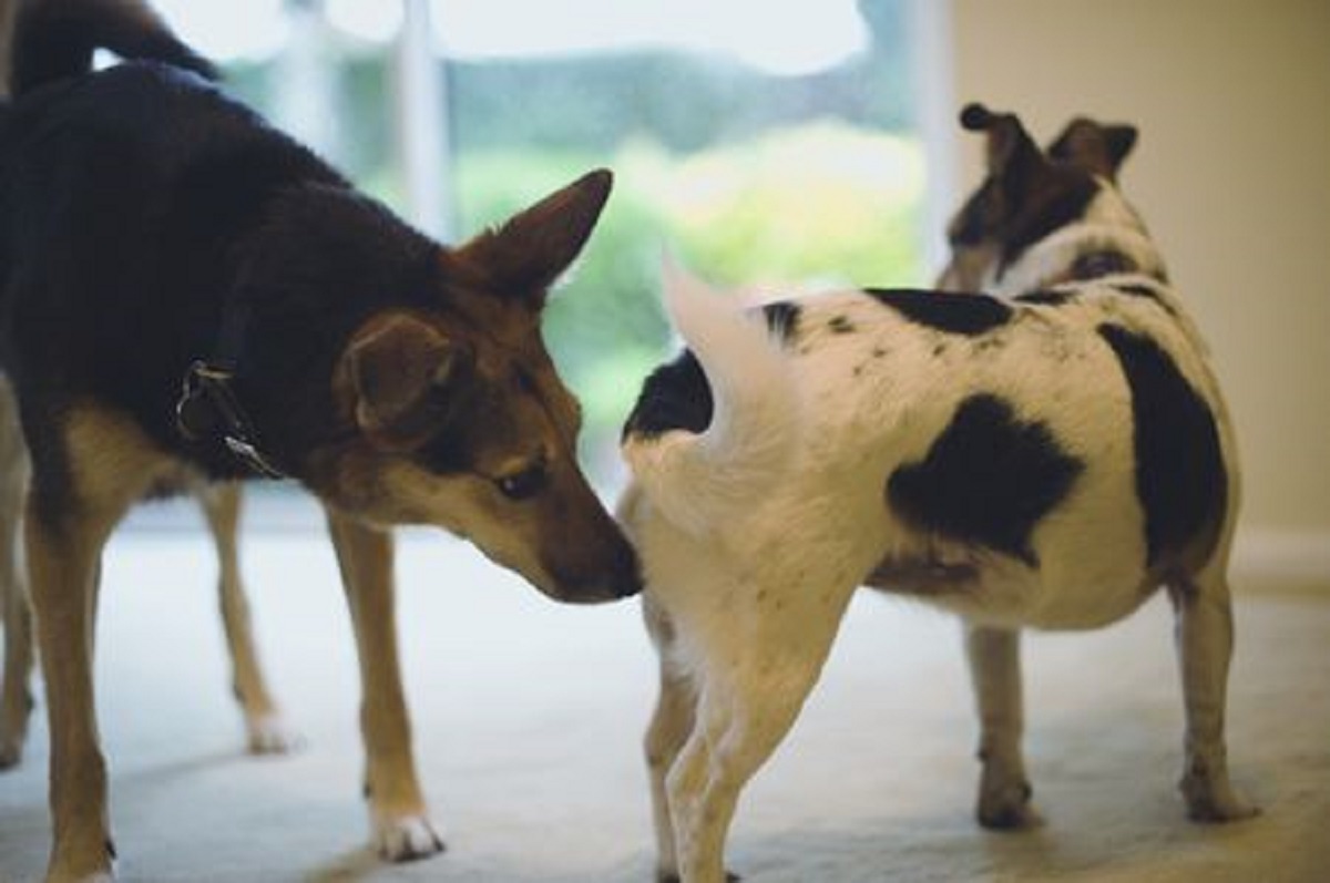 cagnolini annusare coda