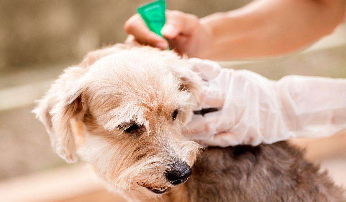 pipette antiparassitarie per cani