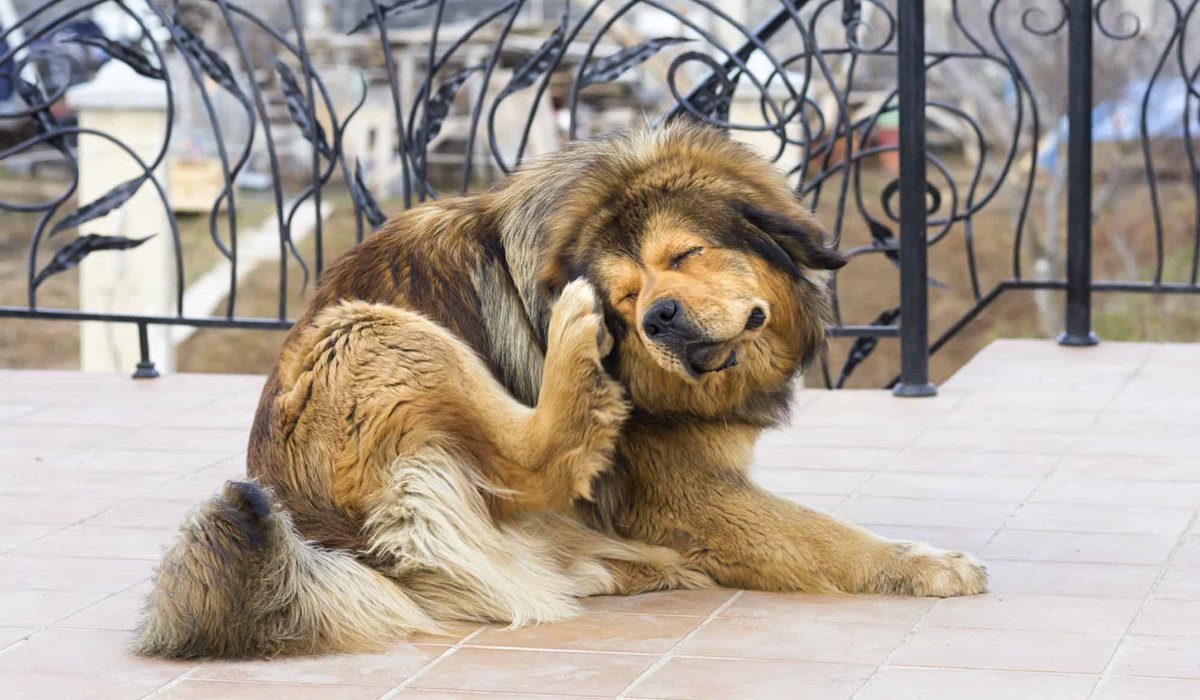 cane a pelo lungo che si gratta