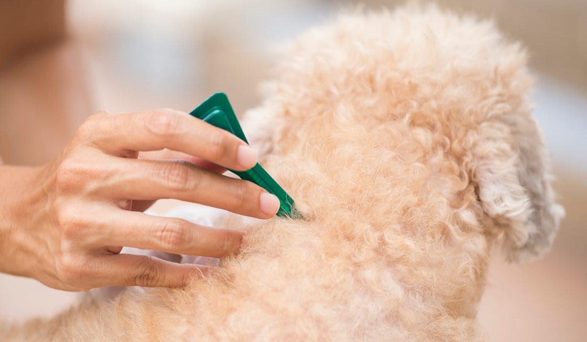 cane con il pelo bianco e riccio