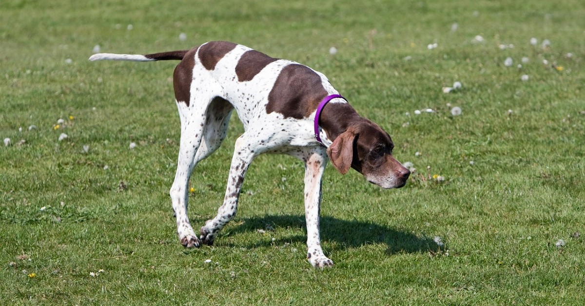 cuccioli di pointer