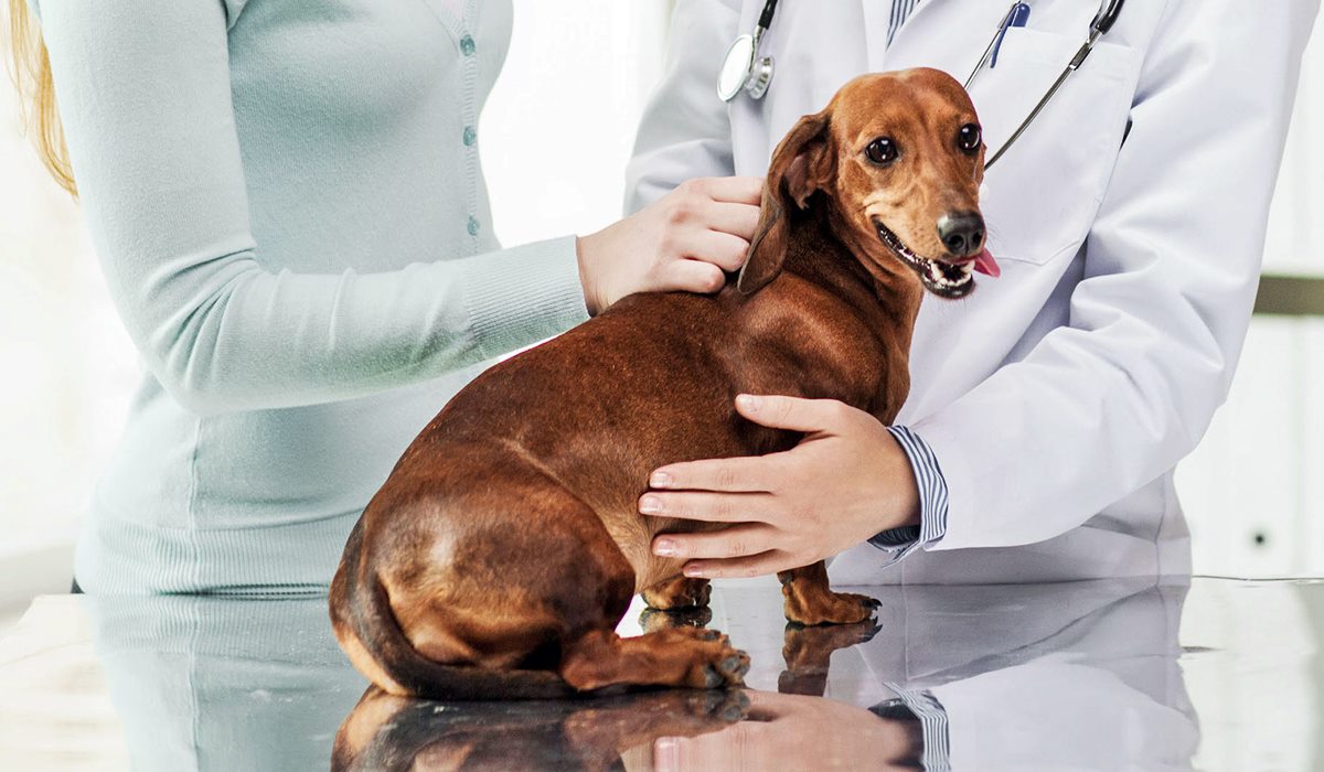 bassotto marrone dal veterinario