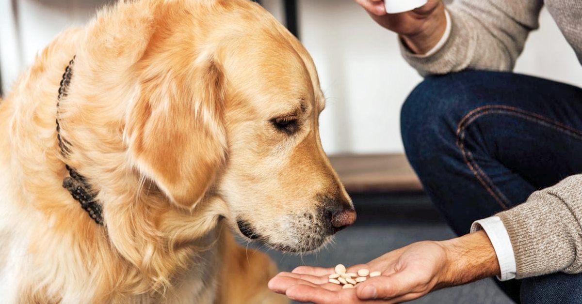 Enrox Flavour per cani: cos’è e a cosa serve questo farmaco per Fido