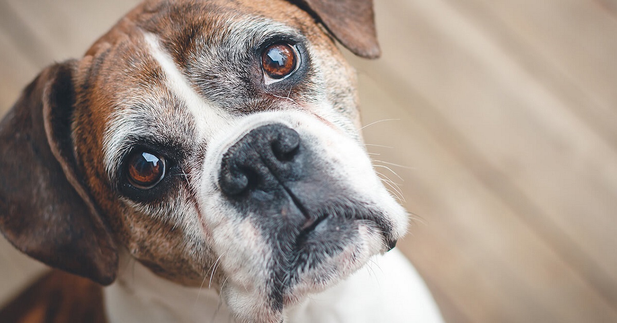 cane boxer anziano