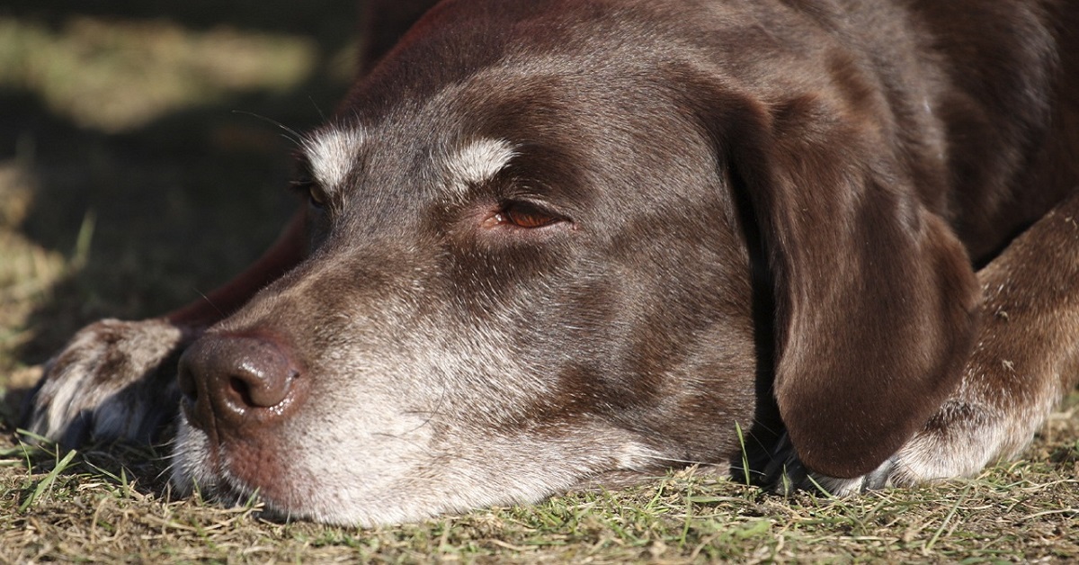 cane debole