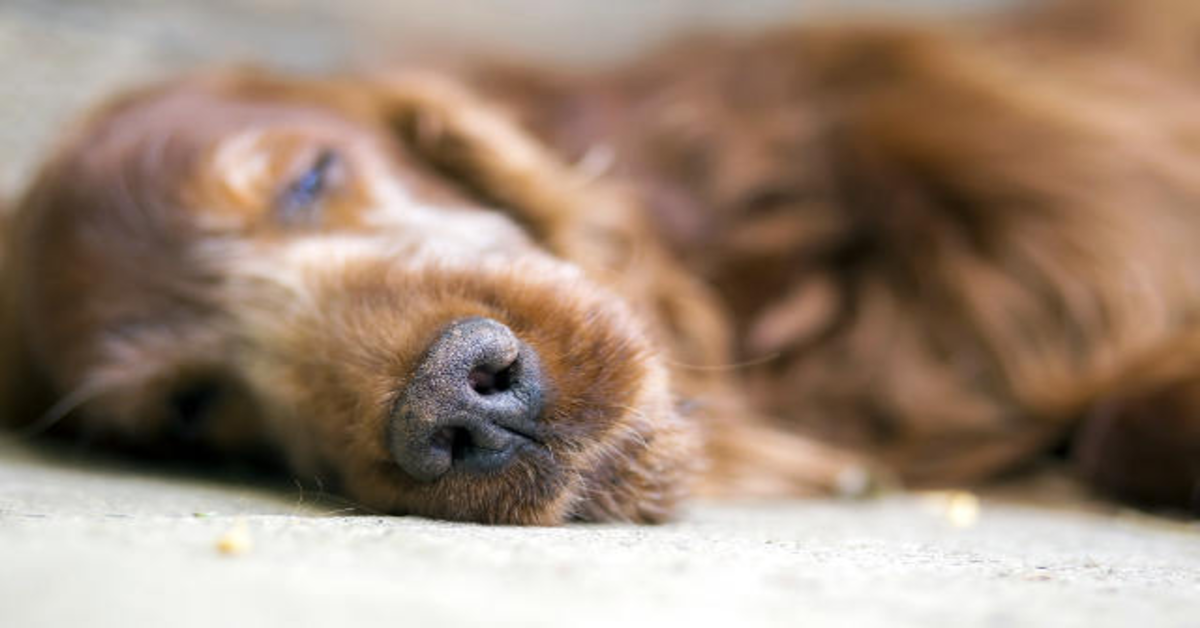 Ecco cosa succede al tuo cane quando è in fin di vita e cosa dovresti fare tu