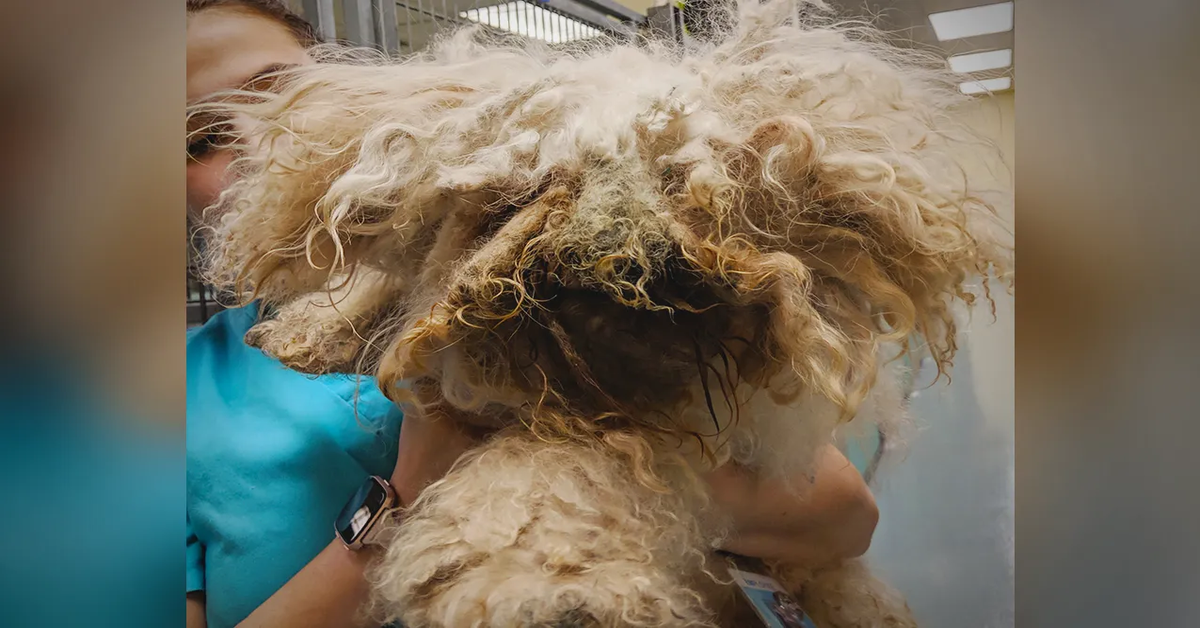 Il salvataggio di Lionheart, un cucciolo di Barboncino che viveva da due anni in condizioni pietose (VIDEO)