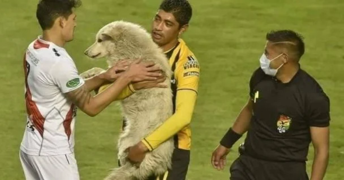 Cachito, il cucciolo di cane randagio che ha invaso un campo di calcio durante una partita e poi è stato adottato da un giocatore (VIDEO)