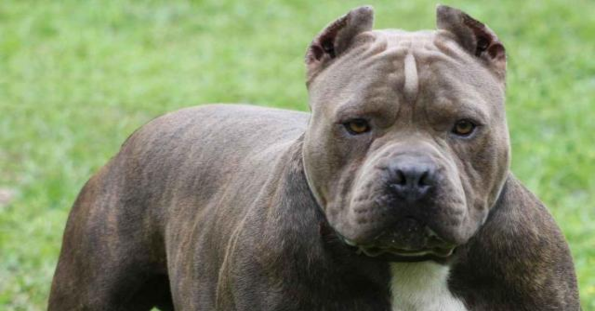 Attenzione a questo cane, potrebbe farti passare dei guai all’estero: è proibito per la sua pericolosità