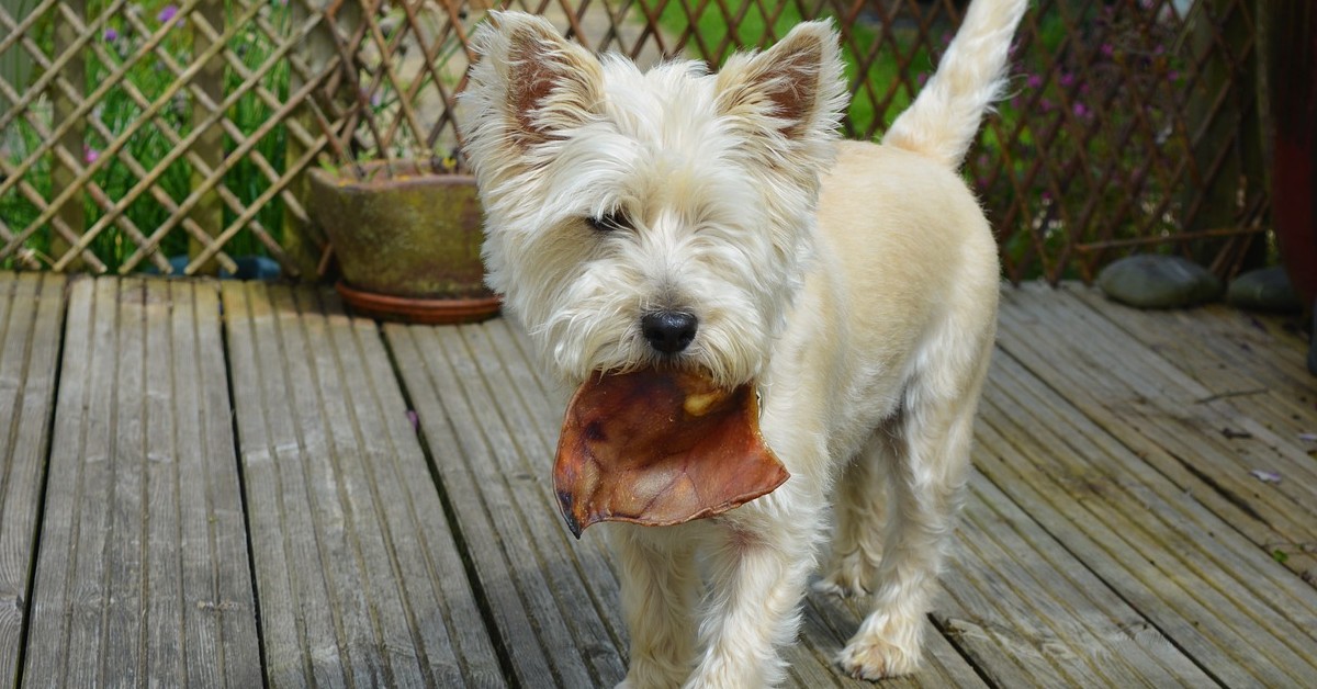 Come far smettere il tuo cane di cercare dentro la spazzatura