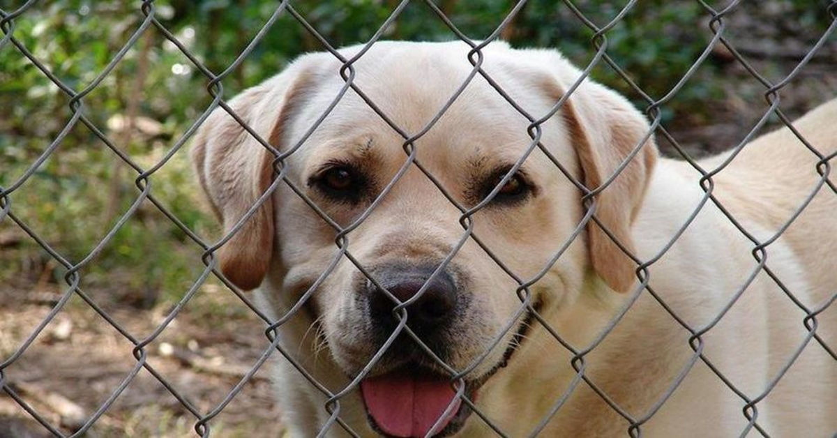 Labrador in carcere