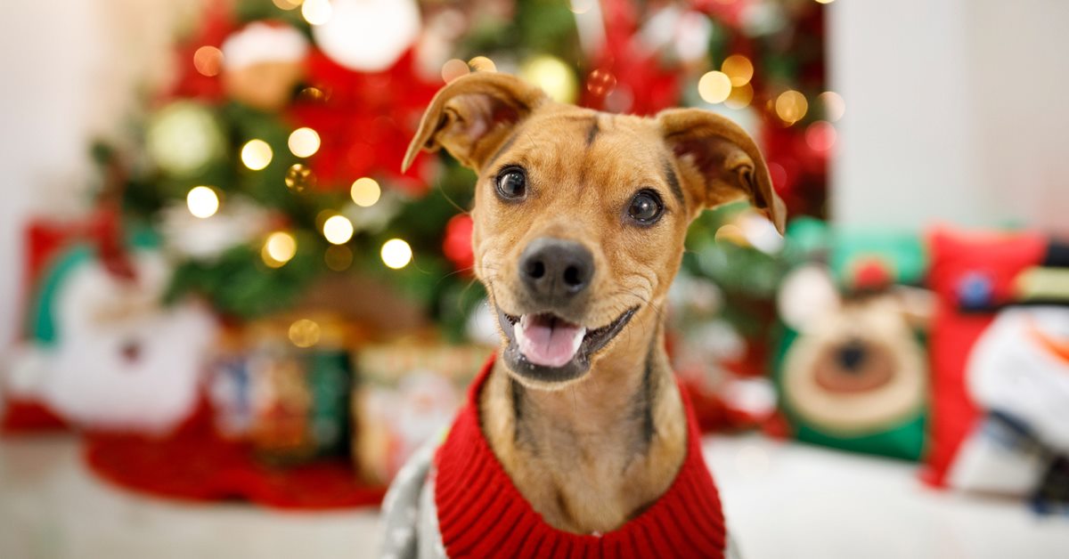 Festeggiare il Natale con il cane: qualche idea per rendere felice Fido