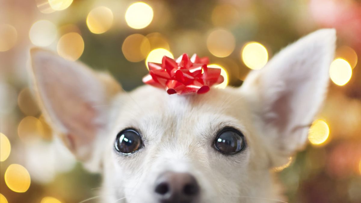 cane come un pacco regalo