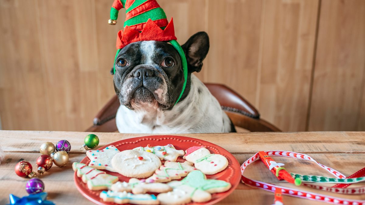 biscotti natalizi per cani