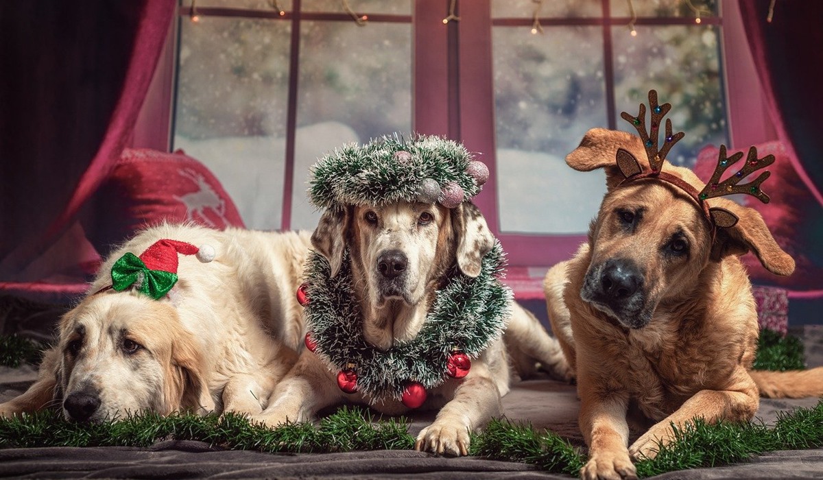 cani decorati per natale