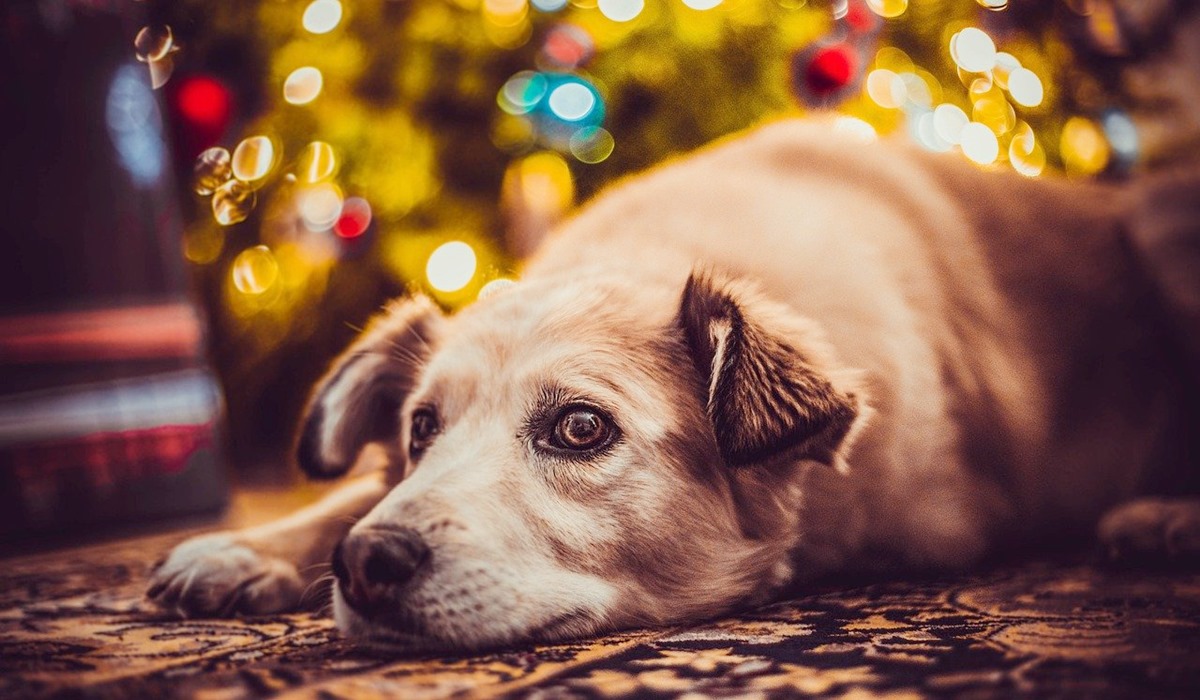 cane dorme ai piedi dell'albero decorato