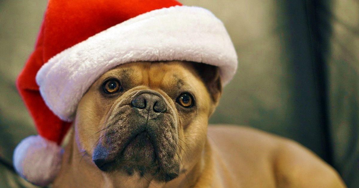 Foto natalizie di cani, dolci e divertenti: Fido e la magia del Natale