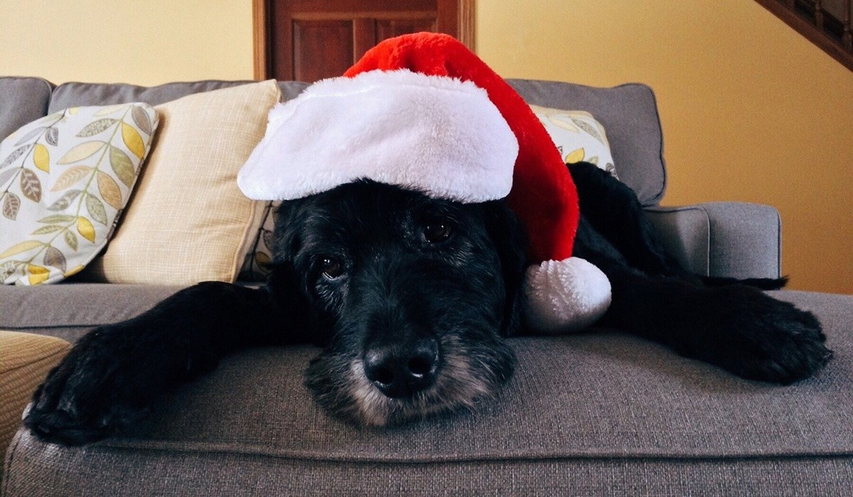 cane nero con il cappello di babbo natale