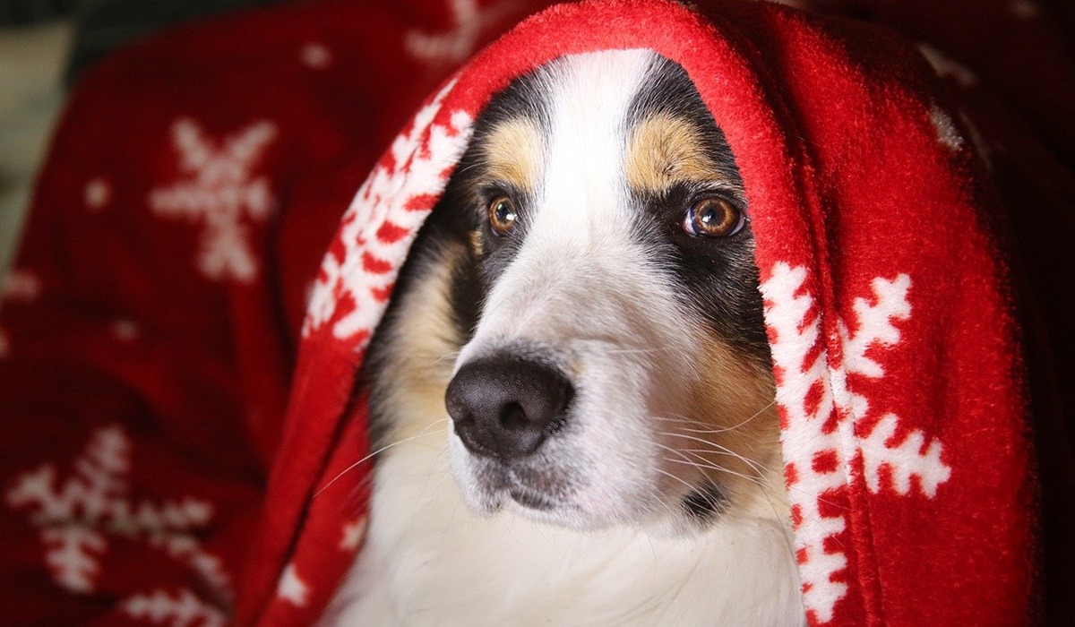 cane sotto la coperta natalizia