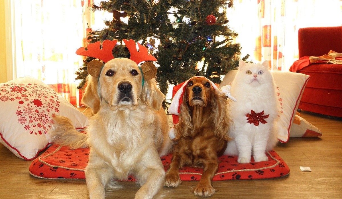 cani e gatto in posa per la foto natalizia