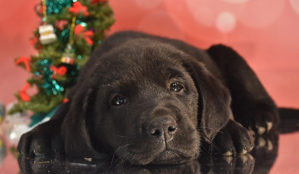 cucciolo di labrador a natale