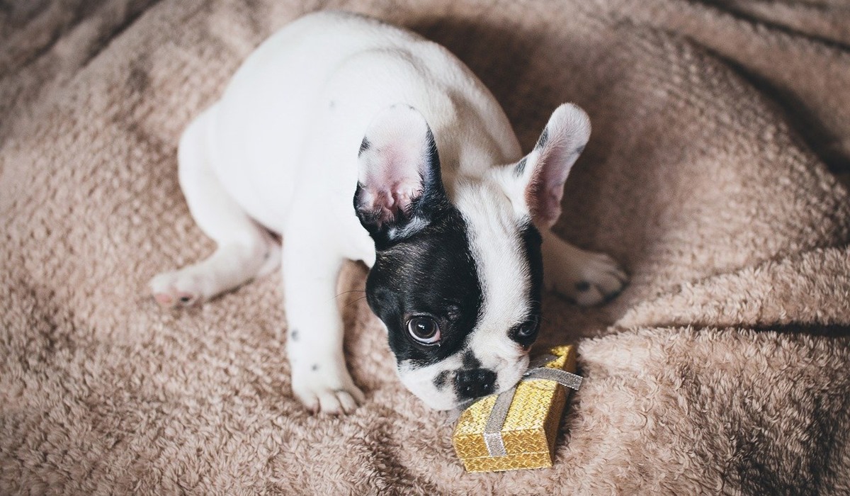 cucciolo scarta il suo regalo di natale