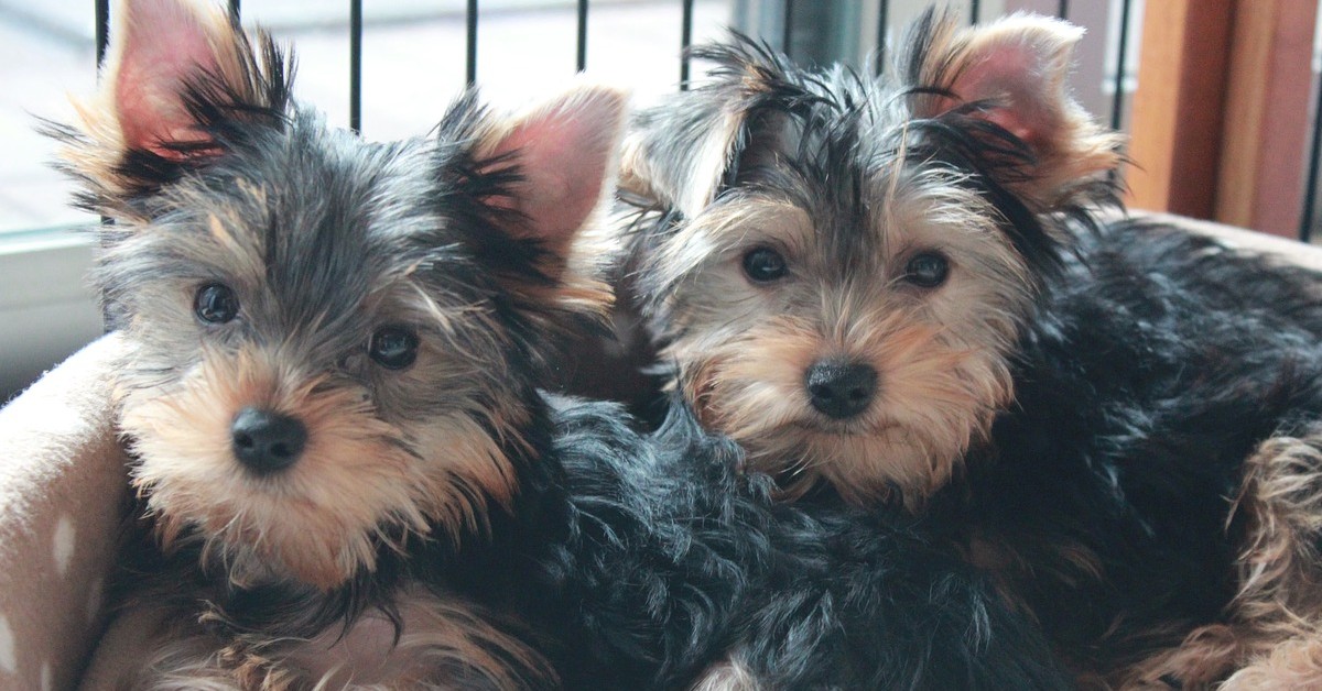 Fratellini cuccioli di cane si incontrano casualmente per strada (VIDEO)