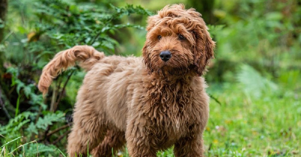 fratellini cuccioli di cane