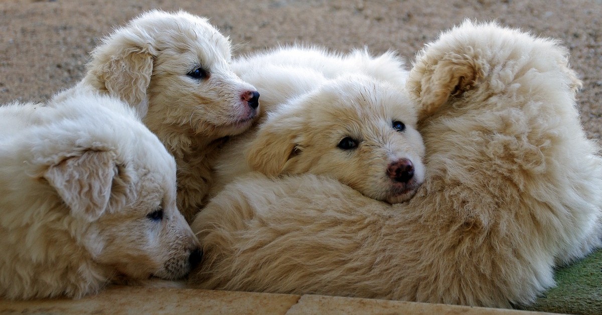 fratellini cuccioli di cane