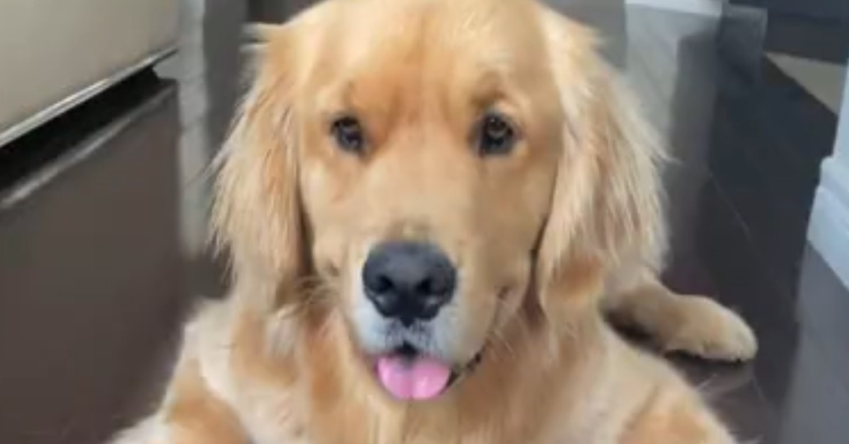 Un Golden Retriever gioca con un pupazzetto e una palla molto particolari (VIDEO)