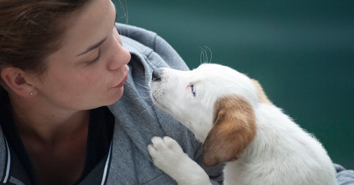 Il cane sa baciare, come rendersene conto e apprezzarlo