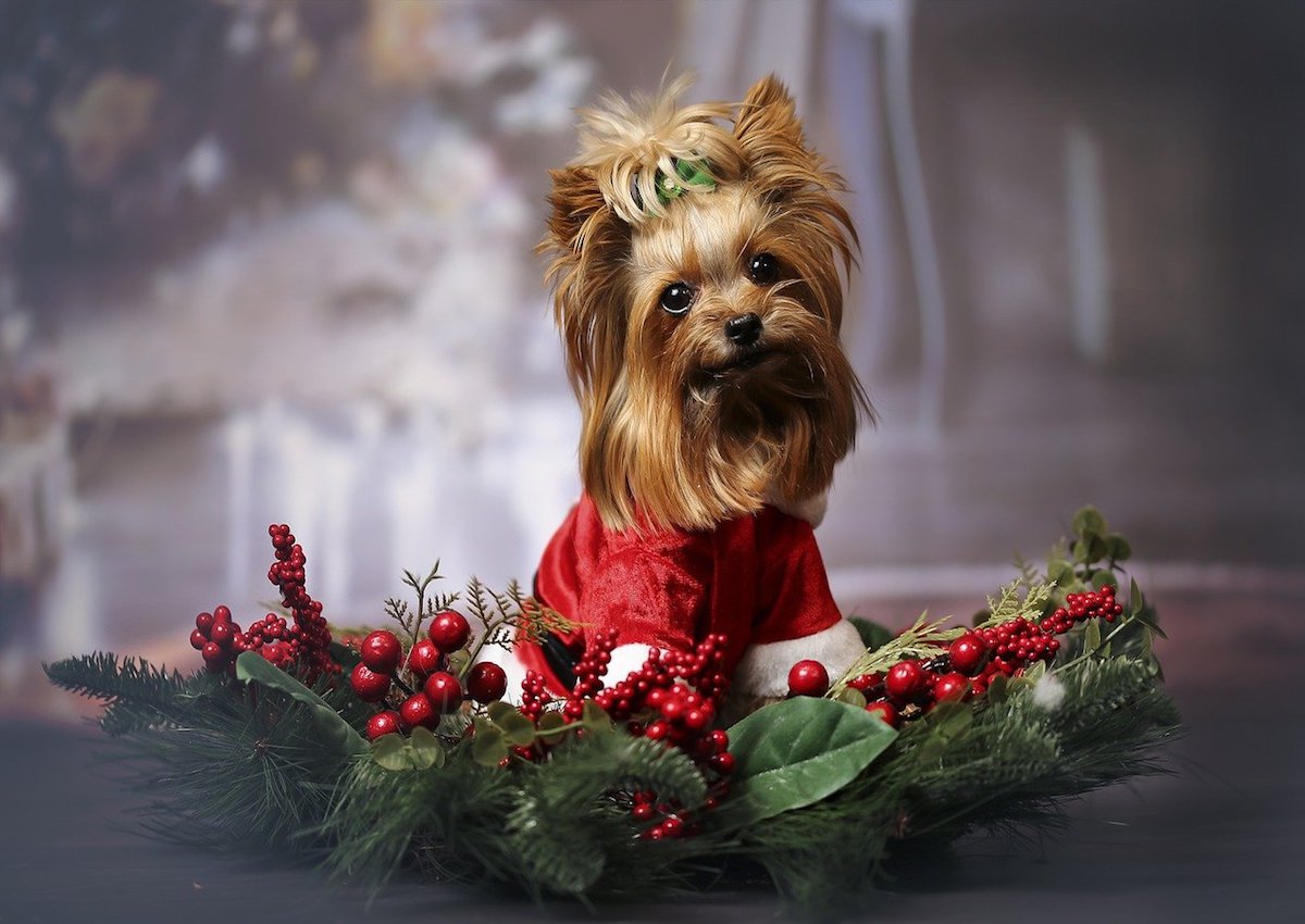 cane in tema natalizio