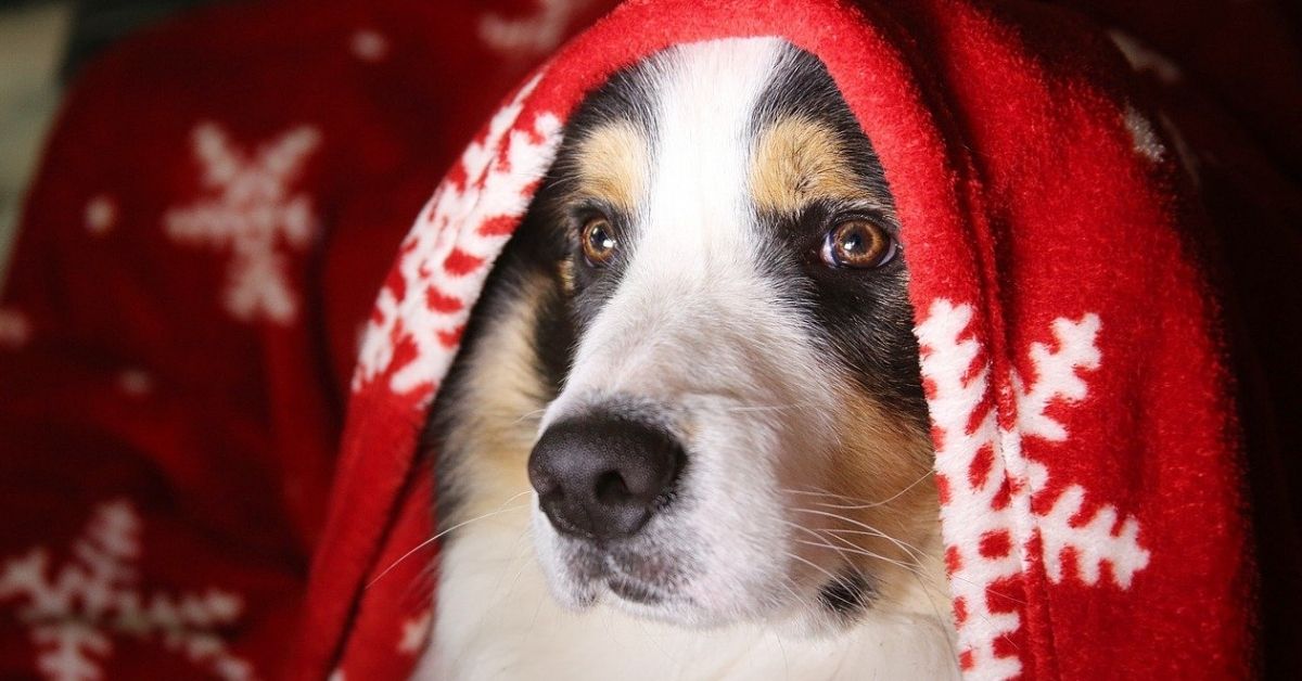 Il cane si è spaventato a Natale? Le possibili cause e come calmarlo