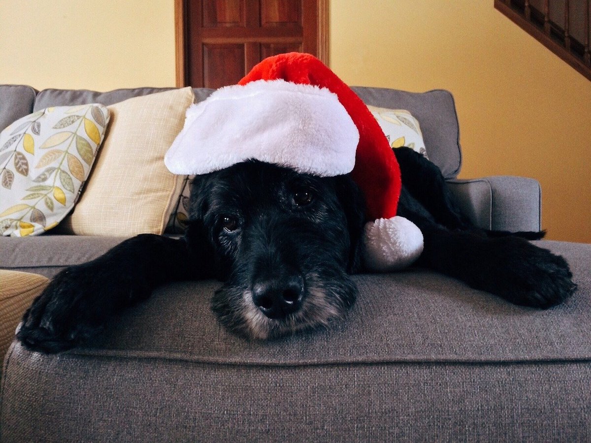 cane con cappello natale